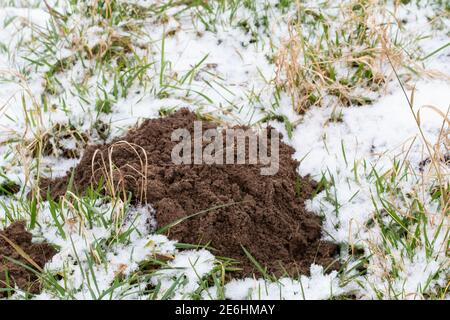 Frisch erhöhte Maulwurffelder im Schnee. Stockfoto