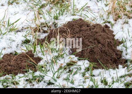 Frisch erhöhte Maulwurffelder im Schnee. Stockfoto