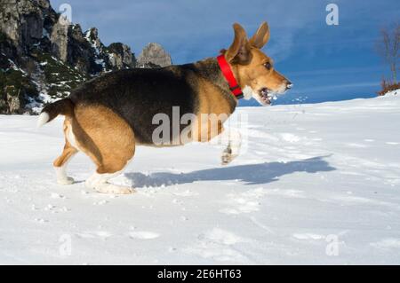Glücklicher Beagle Hund mit rotem Kragen, spielt und springt auf den Schnee im Berg Stockfoto