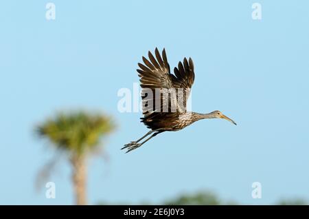 Limpkin, Aramus guarauna, Florida, USA Stockfoto