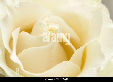 Weiße Schokolade oder Creme Rosenblätter Nahaufnahme mit weichem Fokus. Absract romantische oder Schönheit Hintergrund. Stockfoto