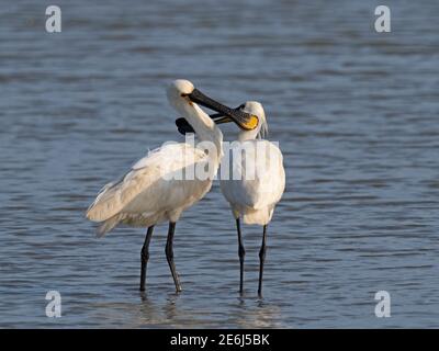 Eurasischer Löffler, Platalea leucorodia, Paaraufbissfest, Titchwell RSPB Reserve, Norfolk, Sommer Stockfoto