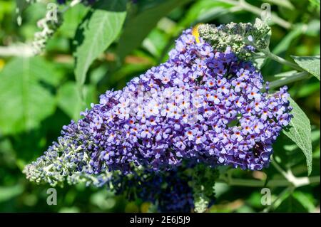 Buddleja fallowiana 'Lochinch' eine Sommer blühende Strauchpflanze mit einem Lila Sommerzeitblume allgemein als Schmetterlingsbusch bekannt, die ist In Blüte von Stockfoto