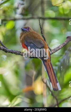 Rotkopftrogon Harpactes erythrocephalus weiblich Stockfoto