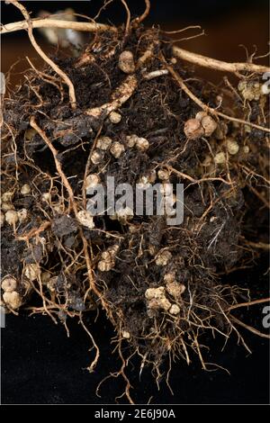 Stickstoff fixierenden Knötchen an Wurzeln der Hülsenfrüchte (Runner Bean), verursacht durch Bakterium {Rhizobium sp} UK Stockfoto