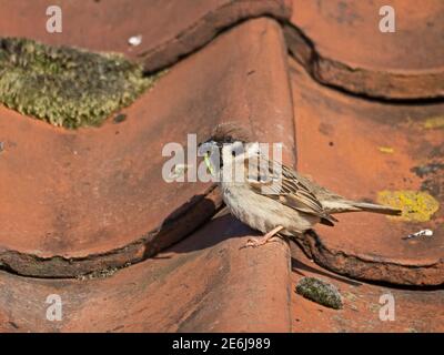 Baumsparrow, Passer montanus Fütterung jung im Nest in pantiled Dach des RSPB Visitor Center in Bempton Cliffs Yorkshire, Juni Stockfoto
