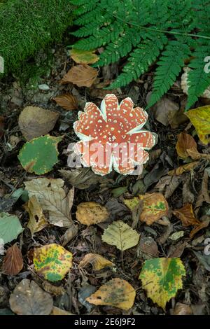 Fliegenpilz: Amanita muscaria. Alte Probe. Surrey, Großbritannien. Stockfoto
