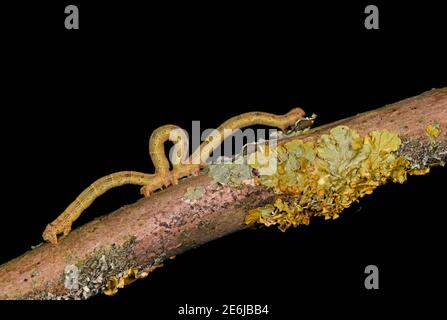 Looper Caterpillar: Familie Geometridae. Dreifache Exposition zeigt „Looping-Bewegung“ Surrey, Großbritannien. Stockfoto