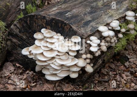 Porzellanpilz: Oudemansiella mucida. Auf Buche. Surrey, Großbritannien Stockfoto