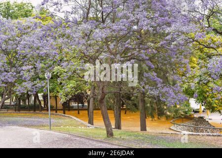 Schöner blühender Baum mit violetten Blüten und Orange Stockfoto