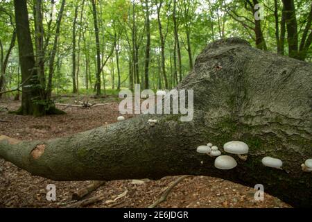 Porzellanpilz: Oudemansiella mucida. Auf Buche. Surrey, Großbritannien Stockfoto