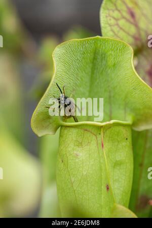 Fleischfressende Pitcher Pflanze: Sarracenia sp., mit Wespe, kurz vor dem Fallen. Stockfoto