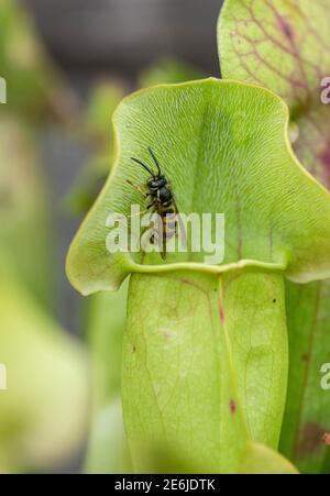 Fleischfressende Pitcher Pflanze: Sarracenia sp., mit Wespe, kurz vor dem Fallen. Stockfoto