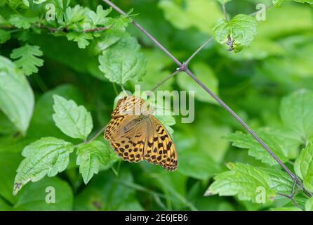 Silbergewaschene Fritillarie: Argynnis paphia. Surrey, Großbritannien. Weiblich. Stockfoto