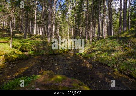 Kleiner schöner Wildbach im schattigen Wald Stockfoto