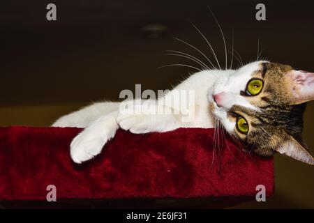 Portrait der weißen Katze mit braunen Flecken mit Kopf auf der roten Plattform ruht. Stockfoto