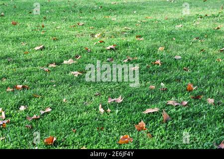Schönes richtiges Gras mit ein paar heruntergefallenen Blättern von den Bäumen Stockfoto