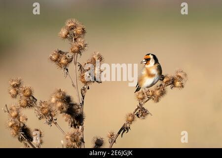 Eurasischer Goldfink, Carduelis carduelis, Fütterung von Klettenkernen, North Norfolk, Dezember Stockfoto