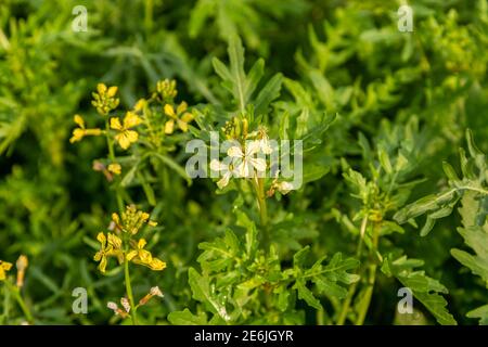 Rakete Arugula blühende Nahaufnahme im Garten Stockfoto