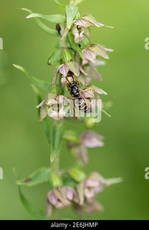 Breitblättrige Helleborine: Epipactis Helleborine. Bestäubung durch Saxon Wasp: Dolichovepula saxonica. Surrey, Großbritannien. Beachten Sie Pollinia auf Wasp Kopf. Stockfoto