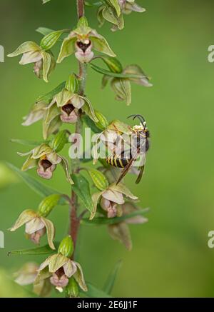 Breitblättrige Helleborine: Epipactis Helleborine. Bestäubung durch Saxon Wasp: Dolichovepula saxonica. Surrey, Großbritannien. Beachten Sie Pollinia auf Wasp Kopf. Stockfoto