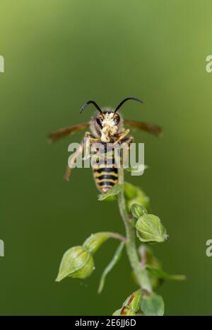 Breitblättrige Helleborine: Epipactis Helleborine. Bestäubung durch Saxon Wasp: Dolichovepula saxonica. Surrey, Großbritannien. Beachten Sie Pollinia auf Wasp Kopf. Stockfoto