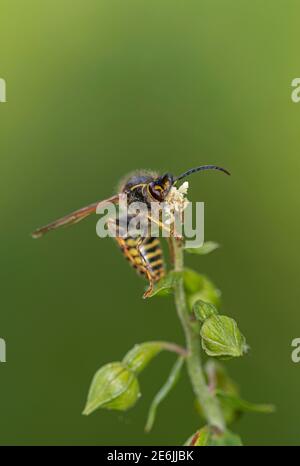 Breitblättrige Helleborine: Epipactis Helleborine. Bestäubung durch Saxon Wasp: Dolichovepula saxonica. Surrey, Großbritannien. Beachten Sie Pollinia auf Wasp Kopf. Stockfoto