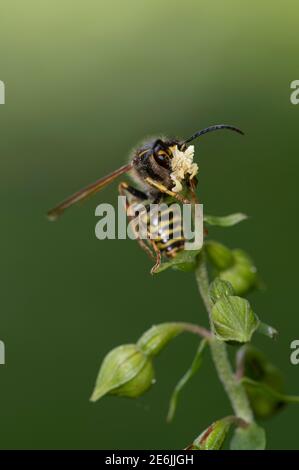 Breitblättrige Helleborine: Epipactis Helleborine. Bestäubung durch Saxon Wasp: Dolichovepula saxonica. Surrey, Großbritannien. Beachten Sie Pollinia auf Wasp Kopf. Stockfoto