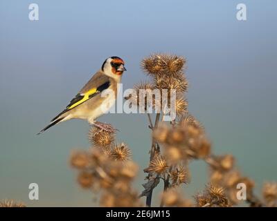 Eurasischer Goldfink, Carduelis carduelis, Fütterung von Klettenkernen, North Norfolk, Dezember Stockfoto