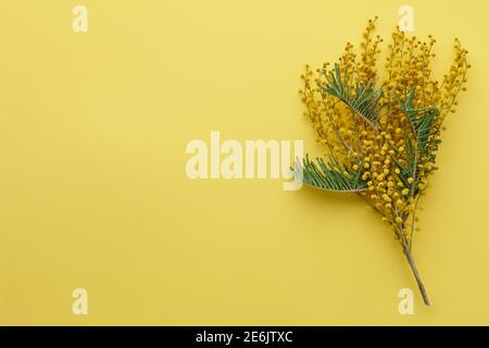Mimosa Blumen verzweigen sich auf gelbem Hintergrund. Symbol des Frühlings. Stockfoto