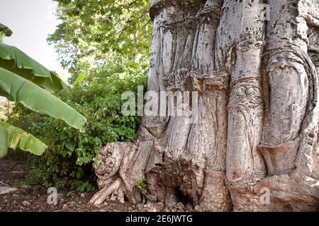 Nahaufnahme des Baobab Baumstammes, sichtbare Textur der Rinde. Sansibar, Tansania Stockfoto