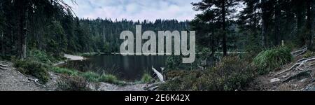 Naturschutzgebiet Wildsee - Hornisgrinde im Schwarzwald in südwest-Deutschland Stockfoto