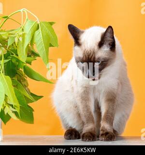 Eine weiße Katze sitzt auf einem gelben Hintergrund neben einem Zweig mit grünen Blättern. Thai Katze schaut nach unten und leckt Stockfoto