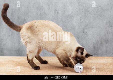 Die Katze spielt mit einem Spielzeug für Tiere. Im Inneren ist die hohle Figur ein Leckerbissen für Katzen. Thai Katze versucht, etwas leckeres Essen zu bekommen Stockfoto