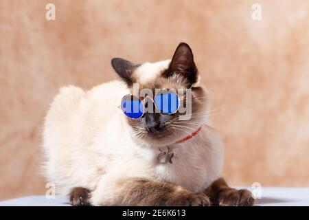 Lustige Thai Katze trägt spezielle Katzenbrille für Sonnenschutz. Katze liegt ruhig auf einem neutralen beigen Hintergrund, Nahaufnahme, selektiver Fokus Stockfoto