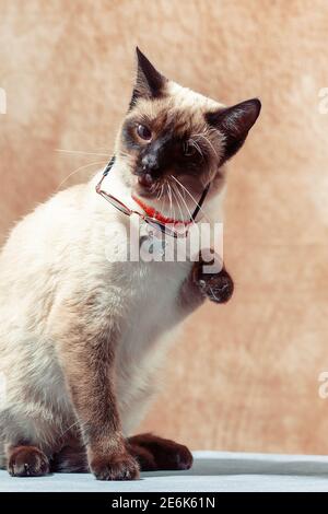 Lustige Thai Katze trägt spezielle Katzenbrille für Sonnenschutz. Katze sitzt ruhig auf einem neutralen beigen Hintergrund, Nahaufnahme, selektiver Fokus Stockfoto