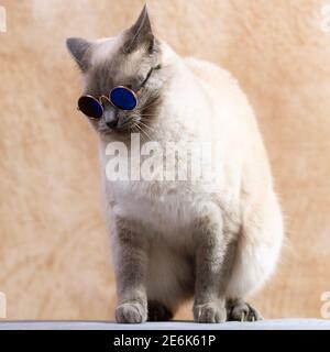 Lustige Thai Katze trägt spezielle Katzenbrille für Sonnenschutz. Katze sitzt ruhig auf einem neutralen beigen Hintergrund, Nahaufnahme, selektiver Fokus Stockfoto