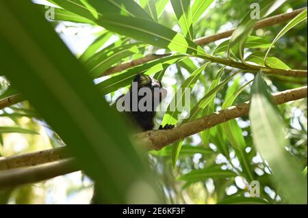 Murmeltier oder brasilianischer sagui-Affe Stockfoto