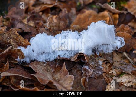 Haareis, Eishaare auf Holz, haariges Eis sehen aus wie weißes Haar, feine Eisstrukturen, strenge filamentöse Eisstrukturen Stockfoto