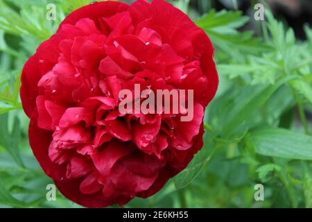 Hintergrund Blumen große rote Pfingstrose auf dem Bett sind groß Plan. Stockfoto
