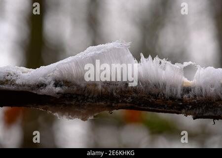 Haar Eis auf einem Buche Zweig Stockfoto