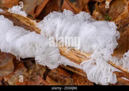 Haareis, Eishaare auf Holz, haariges Eis sehen aus wie weißes Haar, feine Eisstrukturen, strenge filamentöse Eisstrukturen Stockfoto