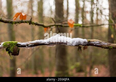 Haar Eis auf einem Buche Zweig Stockfoto