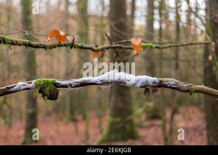 Haar Eis auf einem Buche Zweig Stockfoto