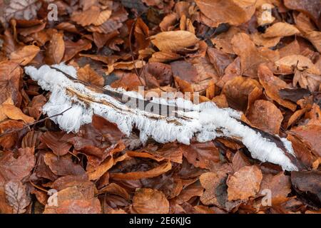 Haar Eis auf einem Buche Zweig Stockfoto