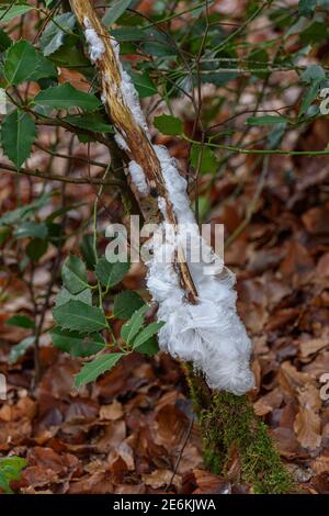 Haar Eis auf einem Buche Zweig Stockfoto