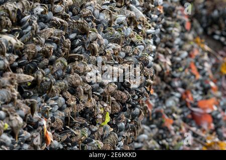 Salzwassermuscheln (Mytilidae), die bei Ebbe an der felsigen Meeresküste in Alaska, USA, wachsen. Stockfoto