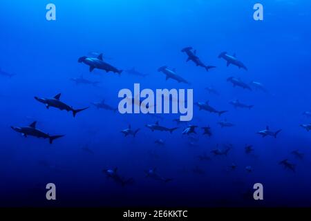 Große Schule der Scalloped Hammerhead Sharks auf Darwin Island, Galapagos, UNESCO Weltkulturerbe, einer der besten Tauchplätze der Welt. Stockfoto