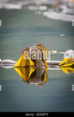 Bull Kelp (Nereocystis luetkeana) schwimmt auf der Meeresoberfläche vor der Küste von Alaska, USA. Stockfoto