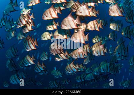 Große Schule des Atlantischen Spadfischs (Chaetodipterus faber), Schwimmen auf Cayos Cochinos Seeberge. Cayos Cochinos, Honduras Stockfoto